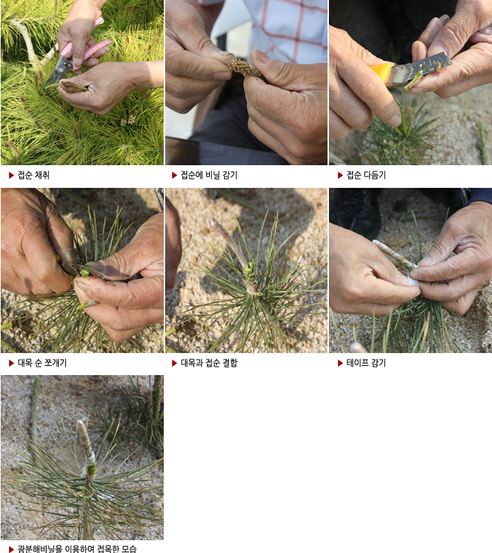 ▶ 접순 채취 ▶ 접순에 비닐 감기▶ 접순 다듬기▶ 대목 순 쪼개기 ▶ 대목과 접순 결합▶ 테이프 감기▶ 광분해비닐을 이용하여 접목한 모습 