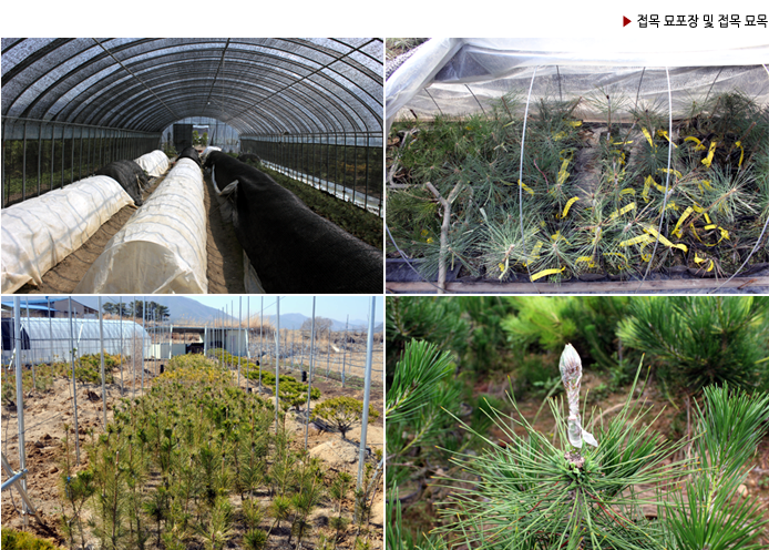 ▶ 접목 묘포장 및 접목 묘목