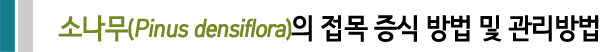 소나무(Pinus densiflora)의 접목 증식 방법 및 관리방법