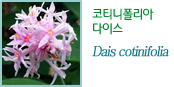 코티니폴리아다이스 Dais cotinifolia