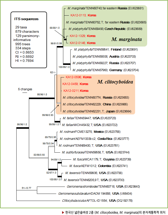 ▶ 한국산 넓은솔버섯 2종 (M. clitocyboidea, M. marginata)의 분자계통학적 위치
