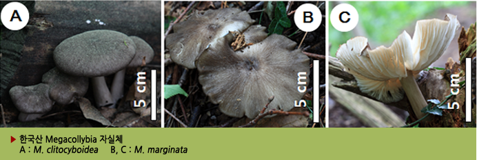 ▶ 한국산 Megacollybia 자실체   A : M. clitocyboidea     B, C : M. marginata