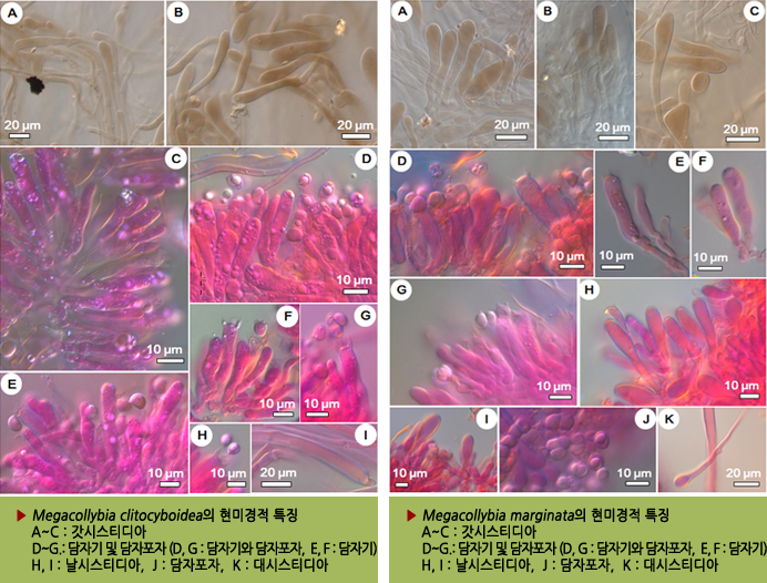 ▶ Megacollybia clitocyboidea의 현미경적 특징-    A~C : 갓시스티디아,     D~G.: 담자기 및 담자포자 (D, G : 담자기와 담자포자,  E, F : 담자기),    H, I : 날시스티디아,  J : 담자포자,  K : 대시스티디아   ▶ Megacollybia marginata의 현미경적 특징    A~C : 갓시스티디아,     D~G.: 담자기 및 담자포자 (D, G : 담자기와 담자포자,  E, F : 담자기),    H, I : 날시스티디아,  J : 담자포자,  K : 대시스티디아