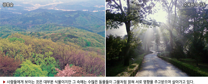 광릉숲, 수목원의 아침 ▶ 사람들에게 보이는 것은 대부분 식물이지만 그 속에는 수많은 동물들이 그물처럼 얽혀 서로 영향을 주고받으며 살아가고 있다. 