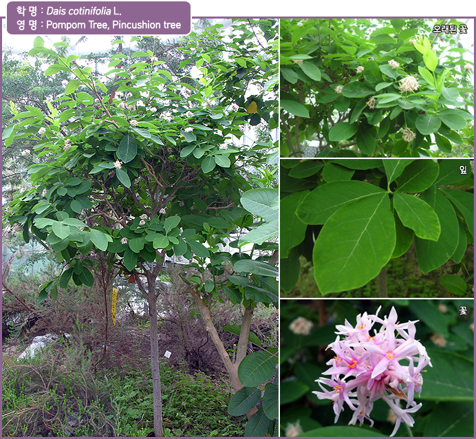 학 명 : Dais cotinifolia L. 영 명 : Pompom Tree, Pincushion tree, 오래된 꽃, 잎, 꽃