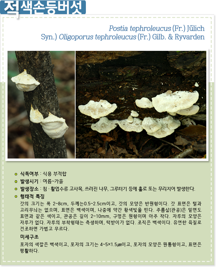 적색손등버섯
Postia tephroleucus (Fr.) Jűlich
Syn.) Oligoporus tephroleucus (Fr.) Gilb. & Ryvarden
식독여부 : 식용 부적합

발생시기 : 여름~가을

발생장소 : 침 · 활엽수류 고사목, 쓰러진 나무, 그루터기 등에 홀로 또는 무리지어 발생한다.

형태적 특징

갓의 크기는 폭 2~8cm, 두께는0.5~2.5cm이고, 갓의 모양은 반원형이다. 갓 표면은 털과 고리무늬는 없으며, 표면은 백색이며, 나중에 약간 황색빛을 띤다. 주름살(관공)은 밑면도 표면과 같은 색이고, 관공은 길이 2~10mm, 구멍은 원형이며 아주 작다. 자루의 모양은 자루가 없다. 자루의 부착형태는 측생하며, 턱받이가 없다. 조직은 백색이다. 유연한 육질로 건조하면 가볍고 무르다.
미세구조 
포자의 색깔은 백색이고, 포자의 크기는 4~5×1.5㎛이고, 포자의 모양은 원통형이고, 표면은 평활하다.